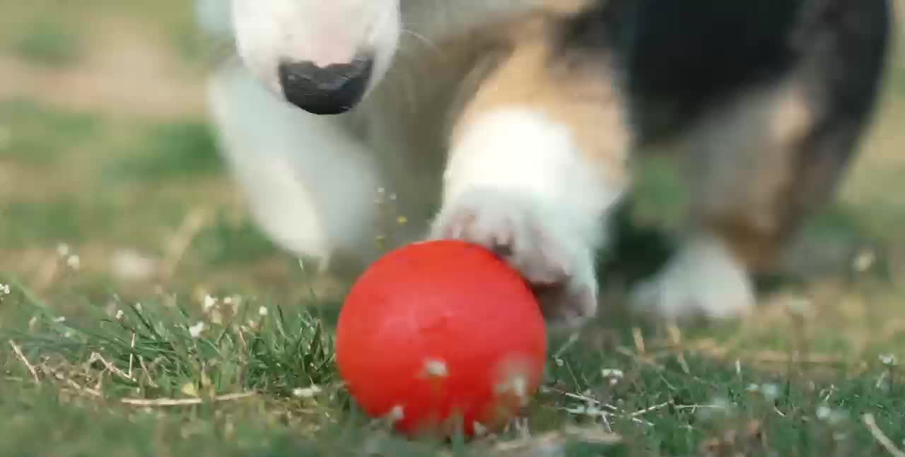 Pet Dog Toy Ball, Bouncy Ball, Smart Mode, Rechargeable Dog Toy Ball