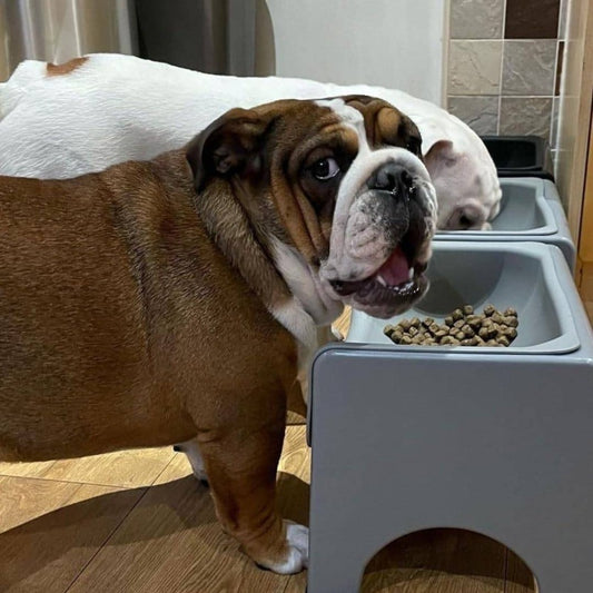 1 Set Elevated Dog Bowl Feeder for Pugs,, Flat-Faced Dogs - Vet-Recommended -Neck Strain Feeding System with Dish, Promotes Healthy Digestion & Posture for short-Nosed Pets